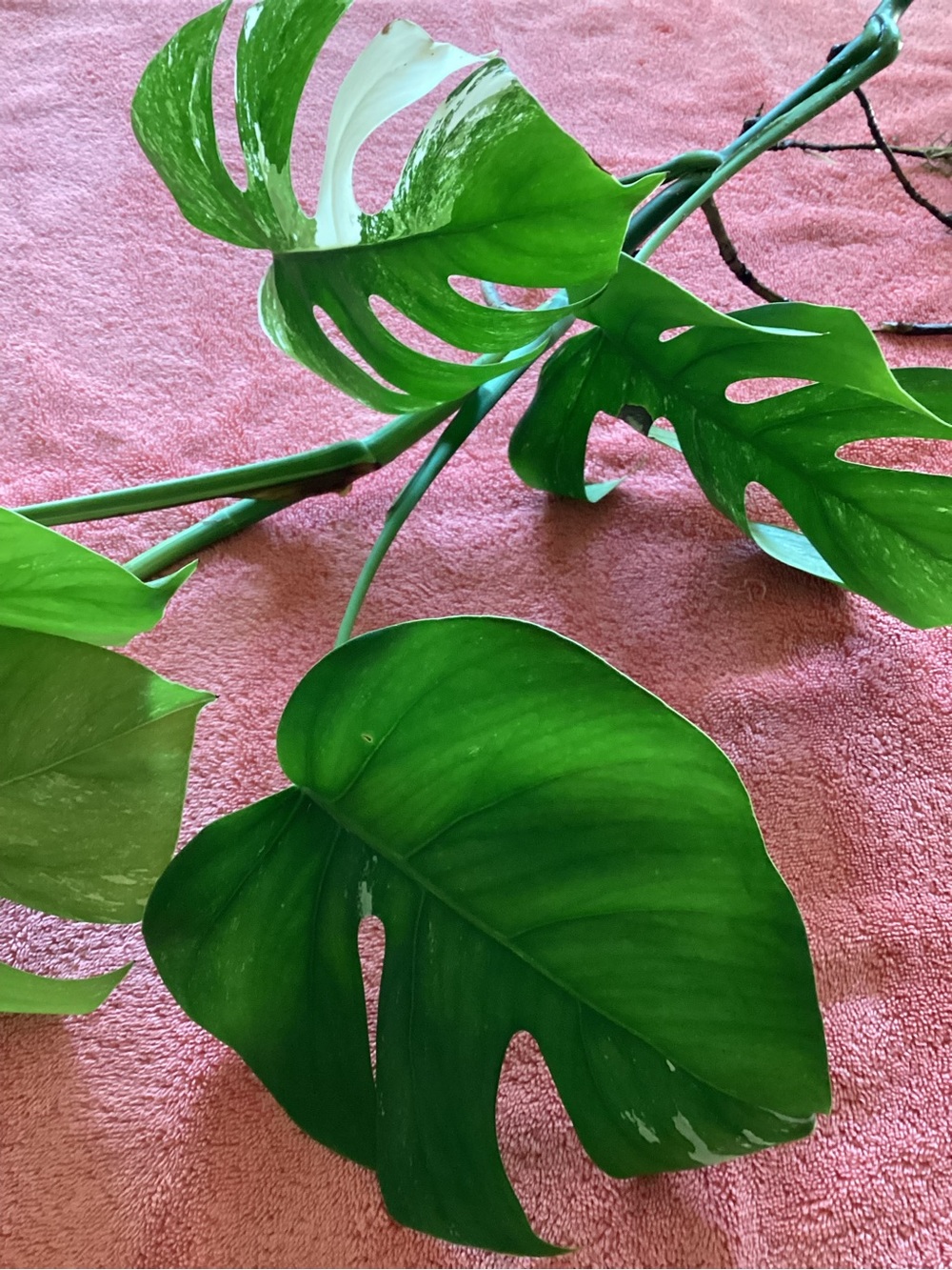Monstera Borsigiana Albo - Picture 8 of 9